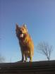 Harzer Fuchs