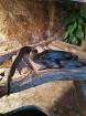 Boa constrictor imperator